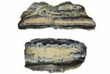 1.7" Mammoth Molar Slices In Case - South Carolina - #130700-1